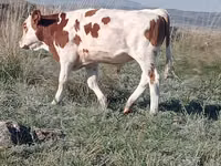 公牛, Simmental cattle — 照片 2