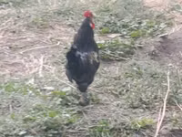 Japanisches Bantam — Foto 7