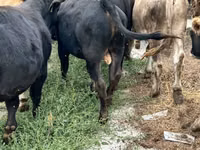 Бұқа, Swiss cattle — 7-сурет