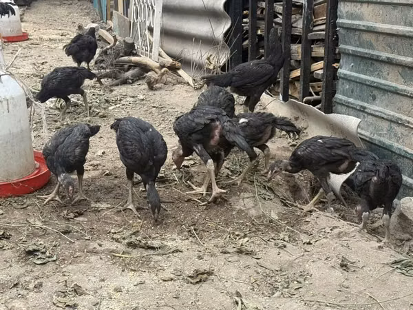 Chickens — Kirgisistan