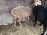 मेढ़ा, Hissar sheep — फ़ोटो 4