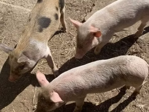 Schweine (Partie, Geschlecht nicht angegeben), 