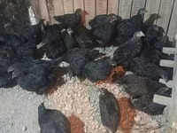 Chickens — Foto 1