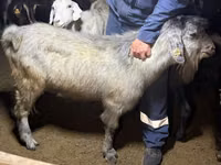 Cabra, Alpine goat — foto 4