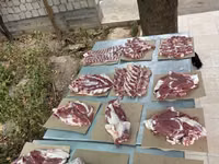 मेढ़ा, भेड़ — फ़ोटो 7