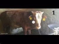 Rinder (Partie, Geschlecht nicht angegeben), Simmental cattle — Foto 1