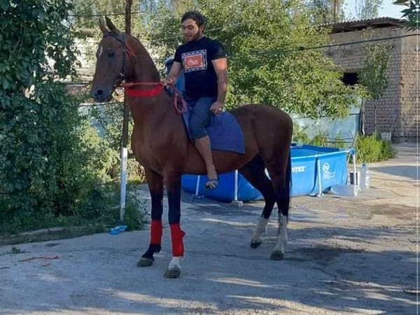 Hengst, Arabian horse