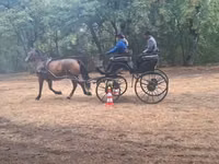 Mare, Horses — photo 4