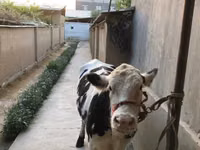 गाय, मवेशी — फ़ोटो 1