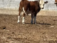 Bulle, Simmental cattle — Foto 2