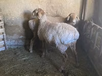 公羊, Rhon sheep — 照片 4