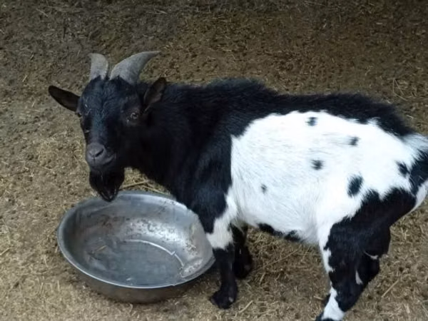 تيس, Nigerian dwarf goats