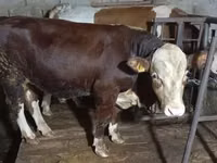 公牛, Simmental cattle — 照片 2