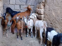 Ziege, Alpine goat — Foto 2
