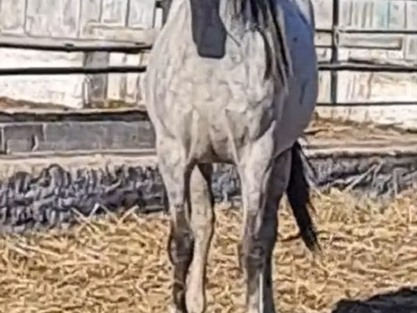 Pferde (Partie, Geschlecht nicht angegeben), Thoroughbred horse — Kasachstan