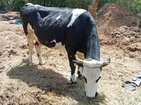母牛, Cattle — 照片 3