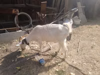 बकरी, Alpine goat — फ़ोटो 5