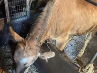 母牛, Swiss cattle — 照片 4