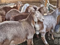 Carnero, Arashan sheep — foto 1