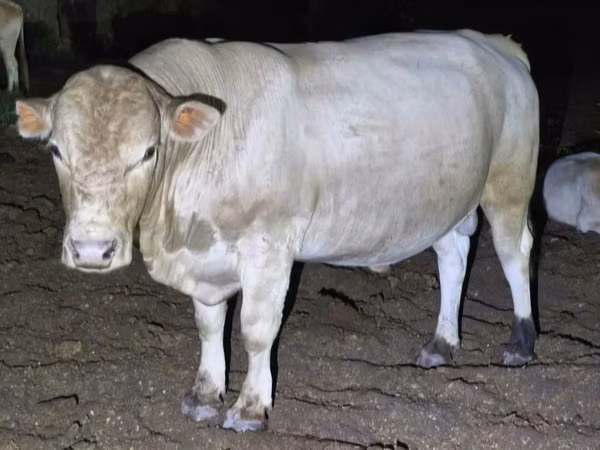 Buqa, Swiss cattle — Qozogʻiston