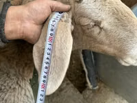 Қой, Arashan sheep — 4-сурет