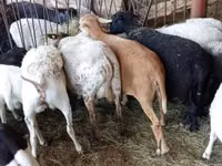 نعجة, الأغنام — الصورة 5
