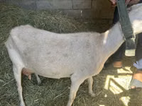 母山羊, Goats — 照片 3