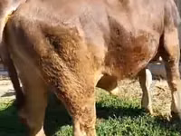 Toro, Swiss cattle — foto 3