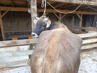 Vaca, Swiss cattle — foto 4