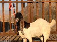 تيس, Gulabi goats — الصورة 4