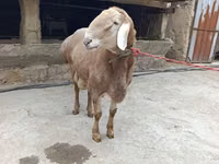 كبش, Arashan sheep — الصورة 5