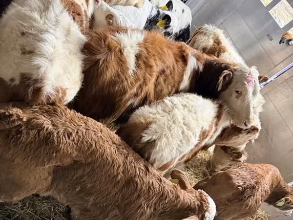 Buqa, Simmental cattle
