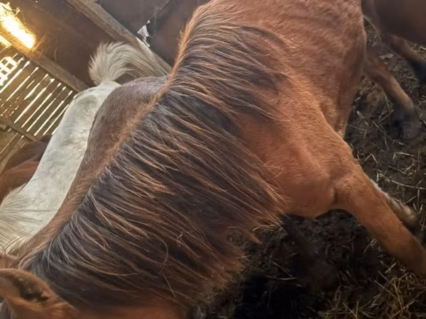 Stute, Kustanai horse