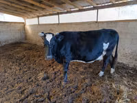 Kuh, Russian Black pied cattle — Foto 1