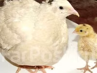 Quails — Foto 3