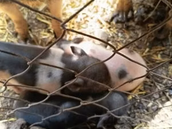 Schweine (Partie, Geschlecht nicht angegeben), 