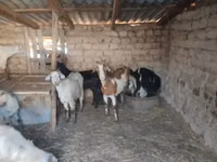 Cabra, Saanen goat — foto 1