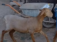 Қой, Arashan sheep — 5-сурет