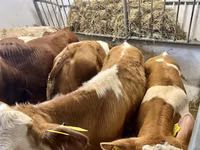 Бұқа, Simmental cattle — 5-сурет