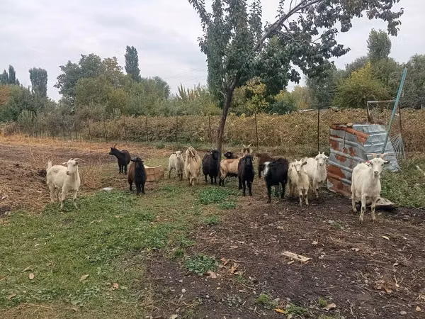 Ziege, Alpine goat