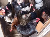Chickens — Foto 1