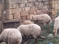 نعجة, الأغنام — الصورة 8