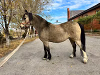 Stute, Welsh Mountain Pony — Foto 6