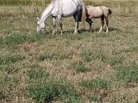 Yegua, Percheron — foto 3