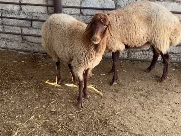 Кой, Койлор