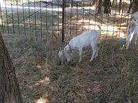 Goat, Goats — photo 3