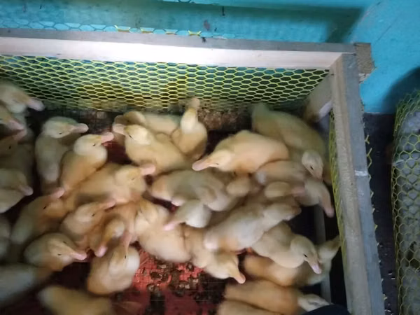 Ducks