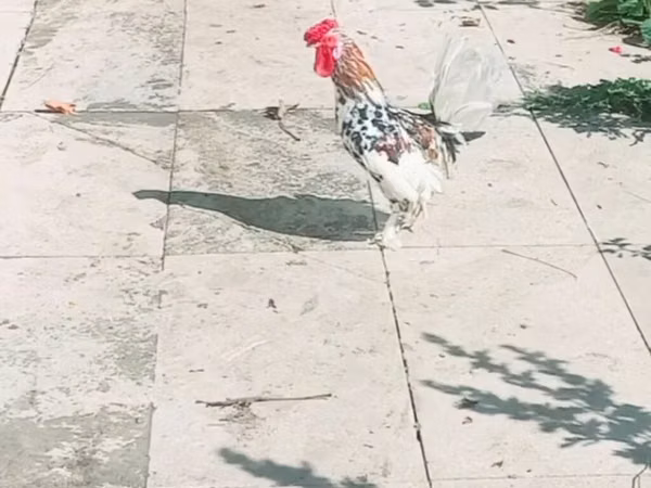 जापानीज़ बैंटम