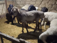 كبش, الأغنام — الصورة 1