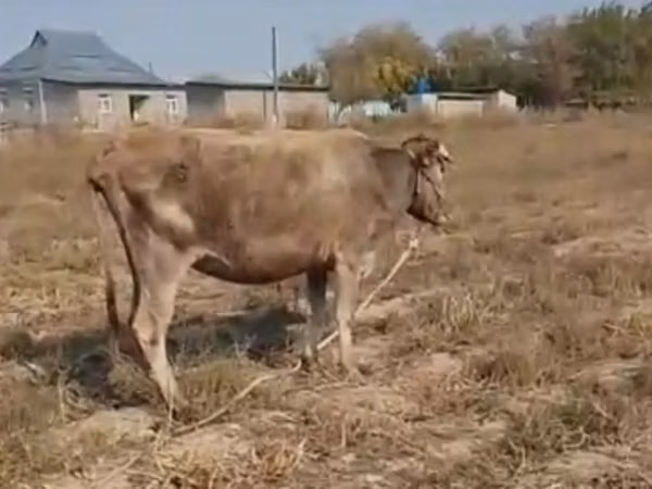 Сиыр, Latvian Blue cattle